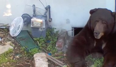 Bear under Altadena home showing no signs of leaving