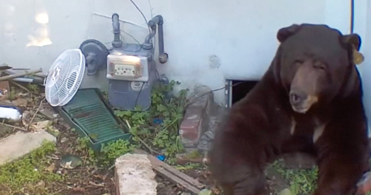 Bear under Altadena home showing no signs of leaving