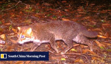 Thailand rediscovers ‘extinct’ flat-headed cat after 30 years