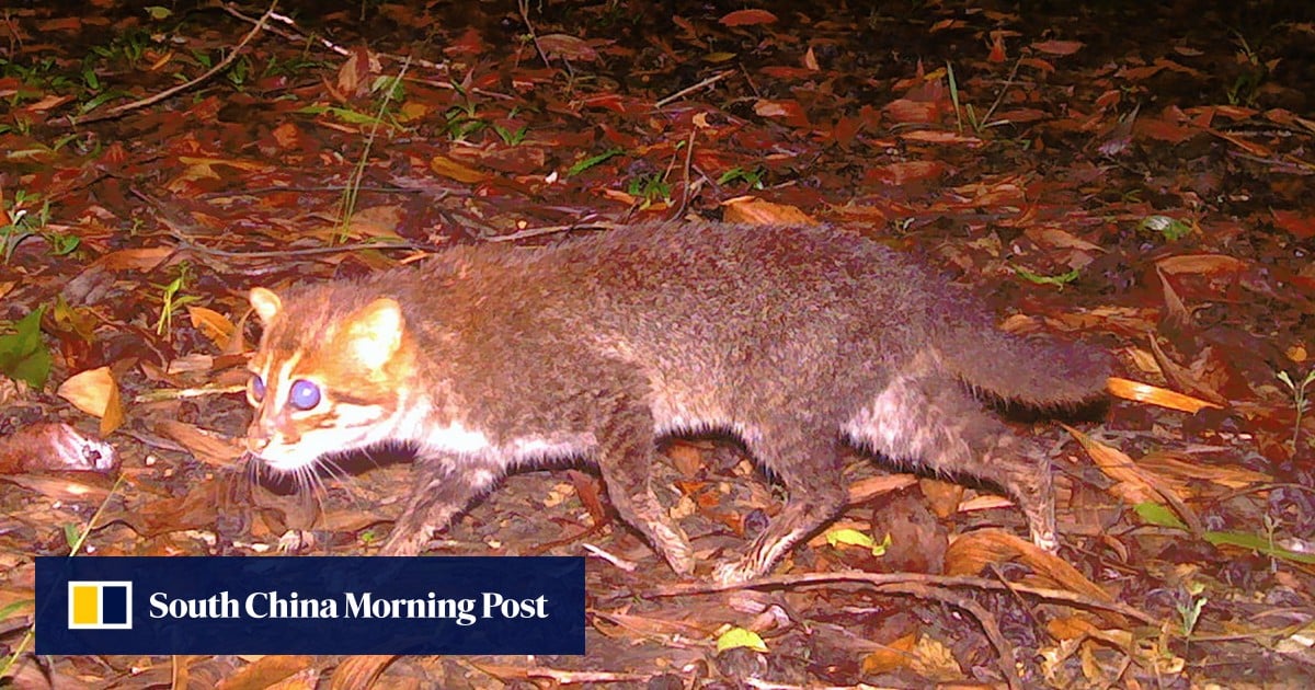 Thailand rediscovers ‘extinct’ flat-headed cat after 30 years
