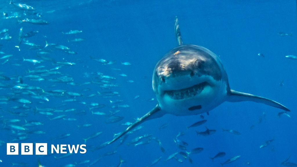 Great white sharks face extinction in Mediterranean, say researchers
