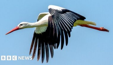 White storks nest at Dagenham country park in rewilding project