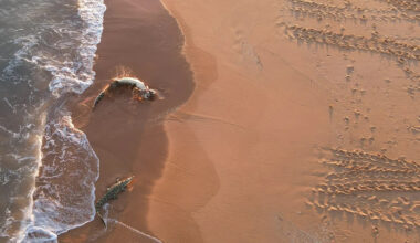 Drone captures incredible predator behaviour on deserted Aussie beach