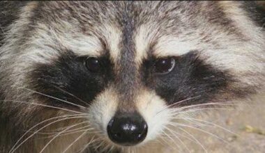 Hopedale officers euthanized raccoon after reports of aggressive behavior