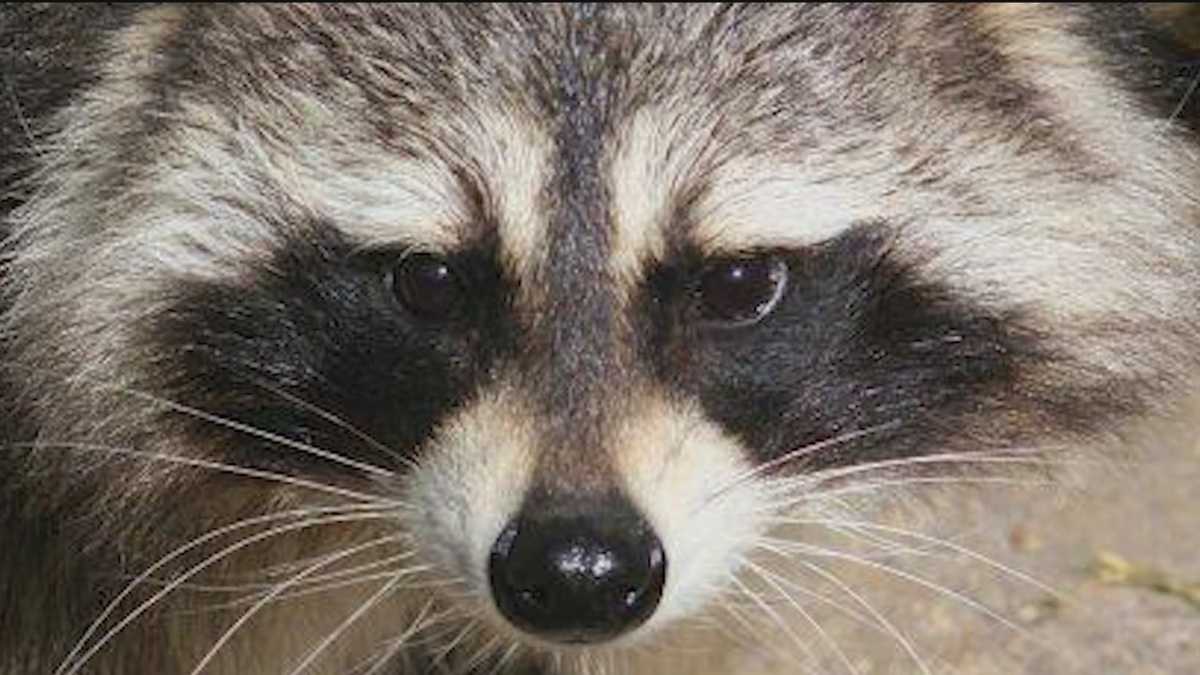 Hopedale officers euthanized raccoon after reports of aggressive behavior