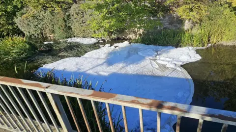 Chris Davison A large patch of foam covering part of a river from one bank to the other. It has drifted into a bank of reeds. A slightly rusted metal barrier can be seen along the bottom of the picture.
