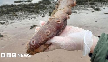 Mystery as remains of seven-arm deep-sea octopus wash up on beach