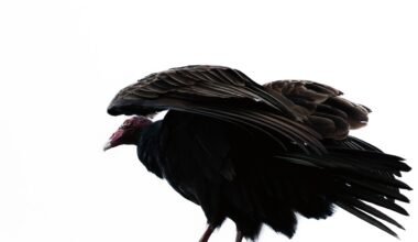 Over 70 rotting vulture carcasses found outside Ohio school