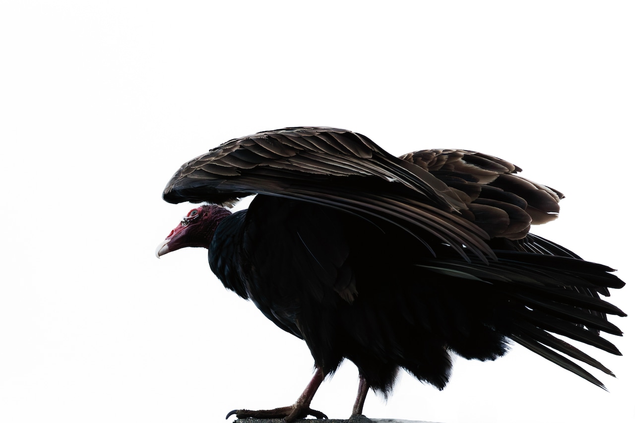 Over 70 rotting vulture carcasses found outside Ohio school