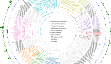 Large-scale analysis of bacterial genomes reveals thousands of lytic phages