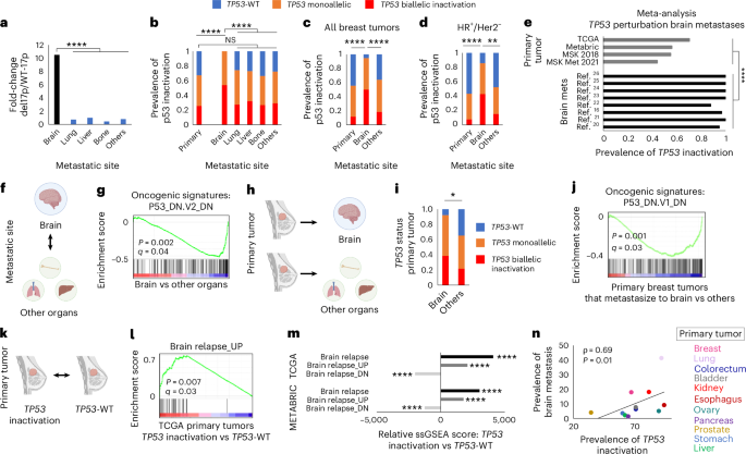 p53 inactivation drives breast cancer metastasis to the brain through SCD1 upregulation and increased fatty acid metabolism