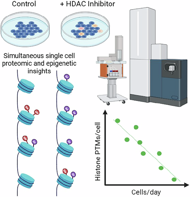 Simultaneous single-cell proteomics and epigenetic analysis of histone deacetylase inhibition in human cells