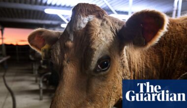 If you really care about animals, stop eating them | Animal welfare