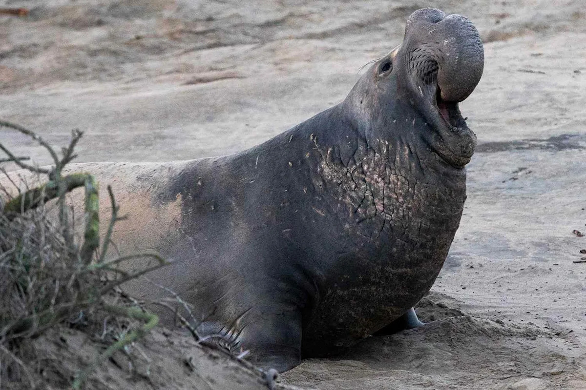 Authorities Investigating After Suspects Seen Throwing Rocks at Protected Elephant Seal in California