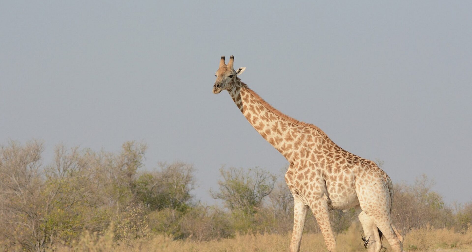 New study splits giraffe experts on future wild captures for zoos