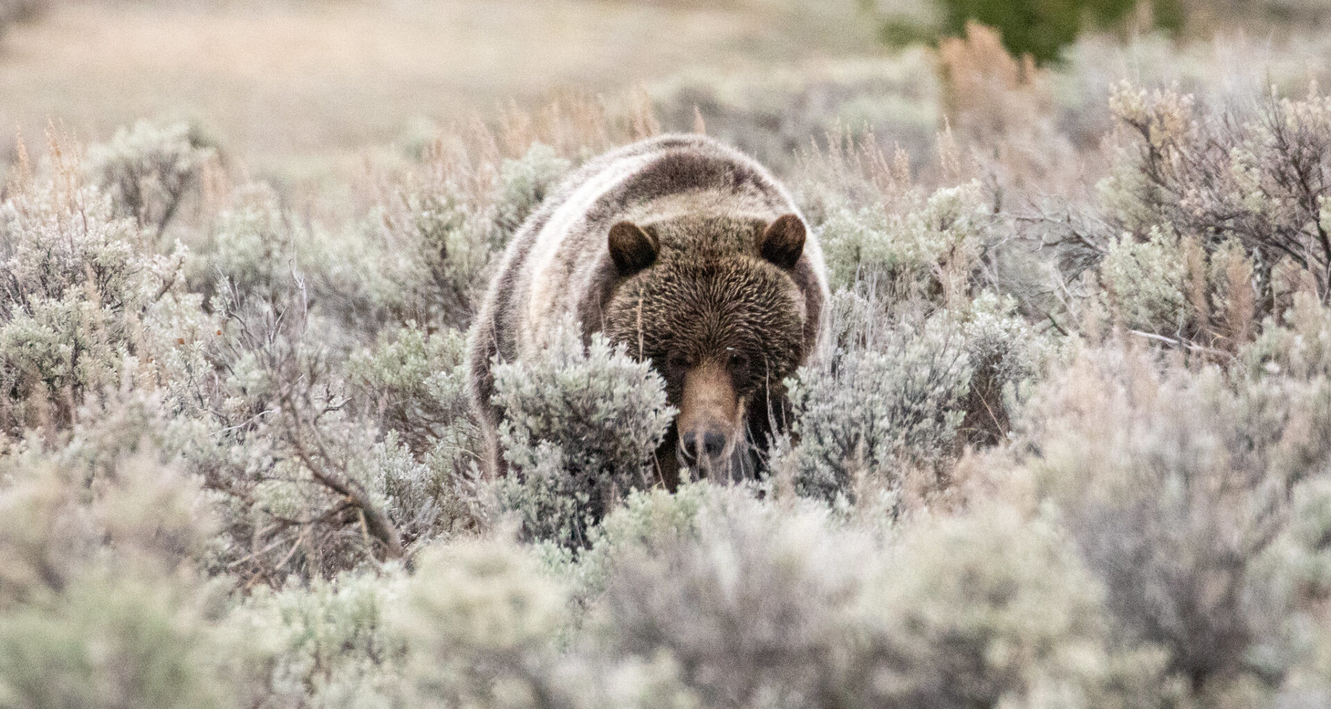 Yellowstone grizzly range contracts by 4%, while ‘Northern Continental Divide’ bears gain 12% more ground
