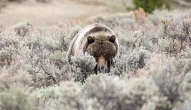 Yellowstone grizzly range contracts by 4%, while ‘Northern Continental Divide’ bears gain 12% more ground