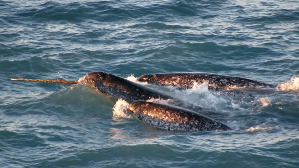 A pod of narwhals surfaces in the waters off northern Canada in August, 2005. - Kristin Laidre/The New York Times/Redux