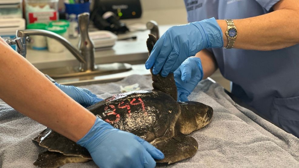Staff at Loggerhead Marinelife Center care for a Kemp's Ridley sea turtle Monday, Dec. 15, 2025, in Juno Beach, Fla. (AP Photo/Cody Jackson)