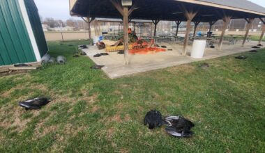 About 70 dead vultures found on Ohio school campus