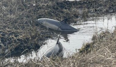 Rescuers save stranded dolphins in Wareham