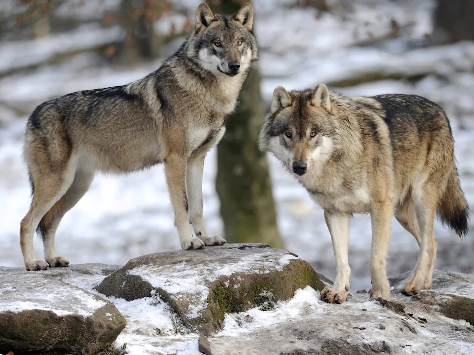 Modern domesticated dogs are theorised to be the ancestors of Grey wolves (Getty)