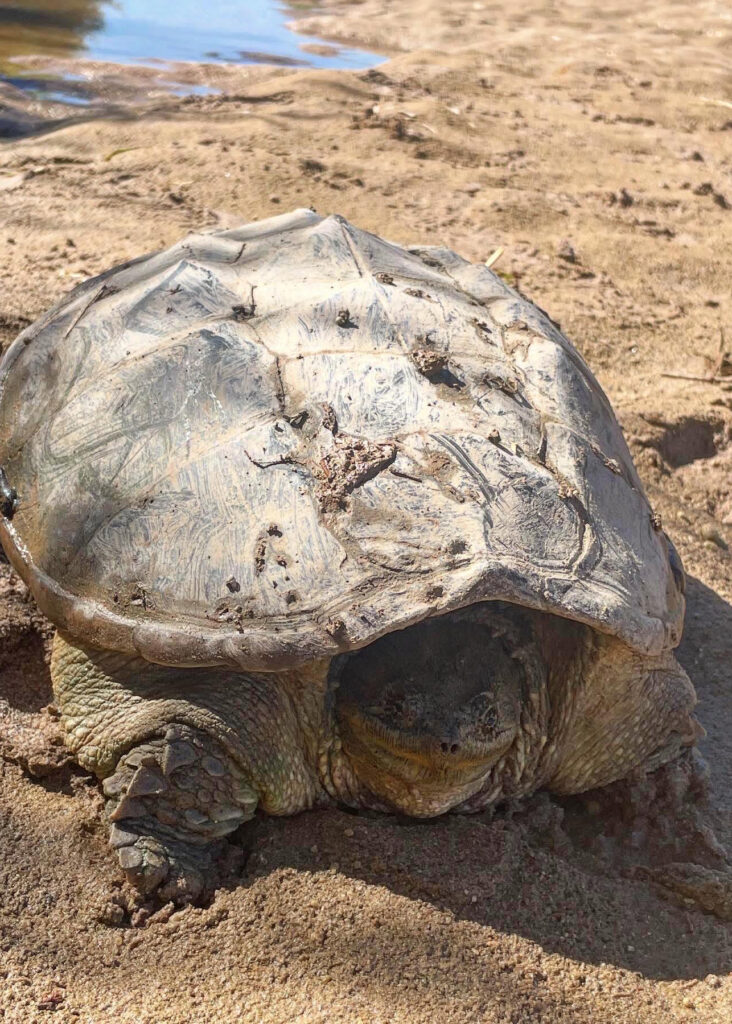 A snapping turtle sits alone in a dry riverbed near Albuquerque’s Old Town district in July. Credit: Tina Deines/Inside Climate News