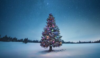 A Christmas tree is pictured in a snow-covered opening bordered by a forest, as a starry night sky twinkles above.