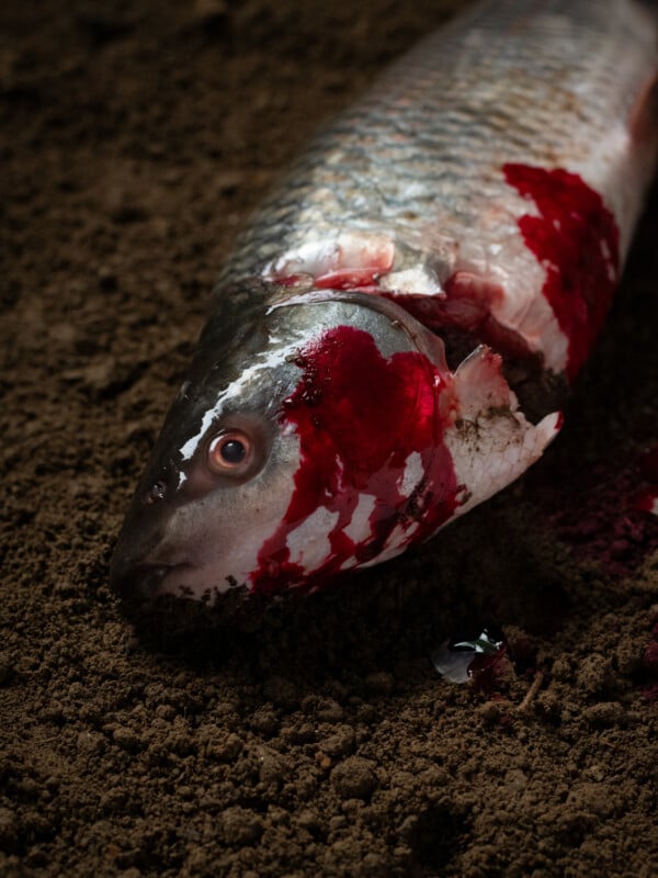 A dead fish with silver scales lies on dark soil, its head and gills covered in blood. The fish's eye is open and blood pools near its body, creating a stark contrast with the brown earth.