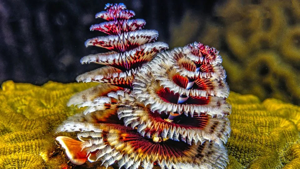 Spirobranchus giganteus, commonly known as Christmas tree worms, are tube-building worms who live on tropical corals. - johnandersonphoto/iStockphoto/Getty Images