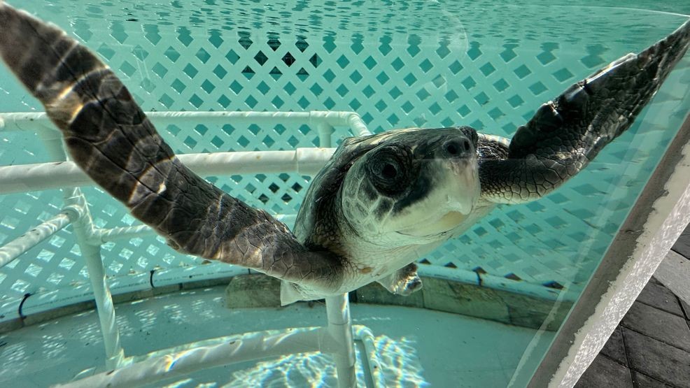 A Kemps Ridley sea turtle swims in a tank at Loggerhead Marinelife Center Monday, Dec. 15, 2025, in Juno Beach, Fla. (AP Photo/Cody Jackson)
