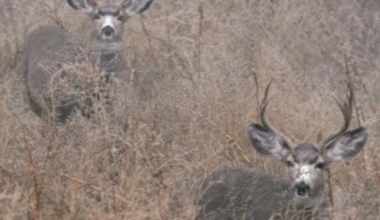 WA Updates Mule Deer Plan; Aerial Surveys Begin | Columbia Basin