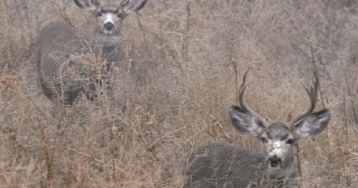 WA Updates Mule Deer Plan; Aerial Surveys Begin | Columbia Basin