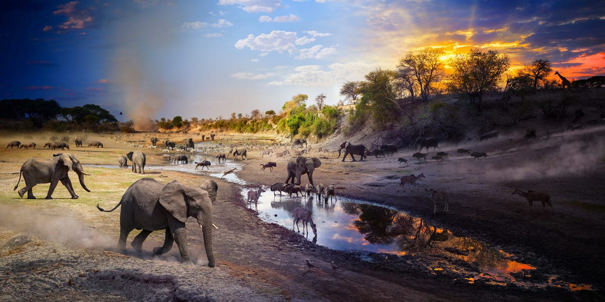 National Geographic's Pictures of the Year: Best Wildlife Photos