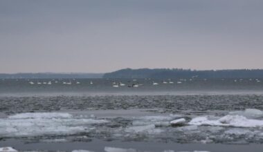 Why hundreds of loud swans are flocking to Madison's lakes | MADISON MAGAZINE