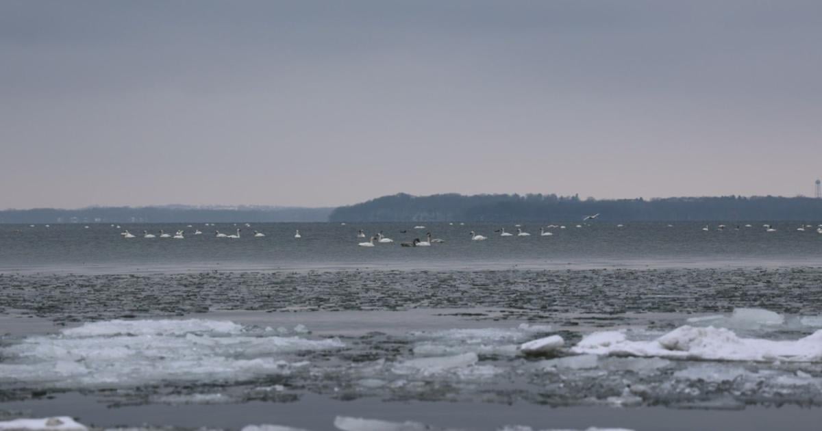 Why hundreds of loud swans are flocking to Madison's lakes | MADISON MAGAZINE