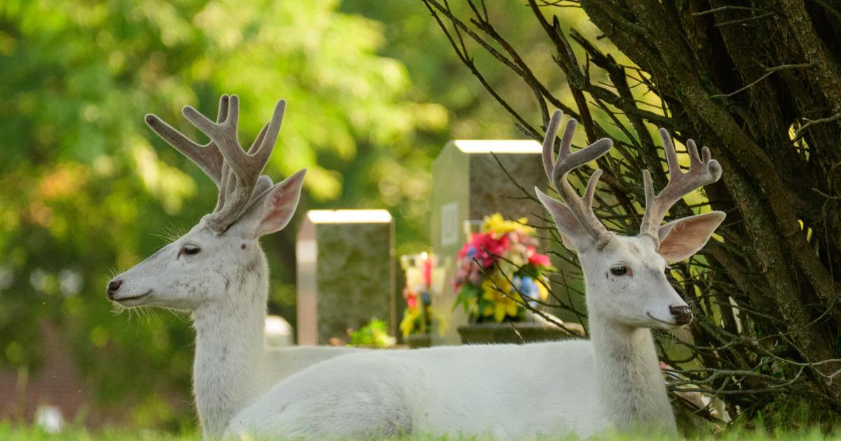 Favorite photos of 2025 by Joed Viera - Buffalo News