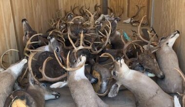 Major Poaching Activity Discovered in Tennessee | Local News