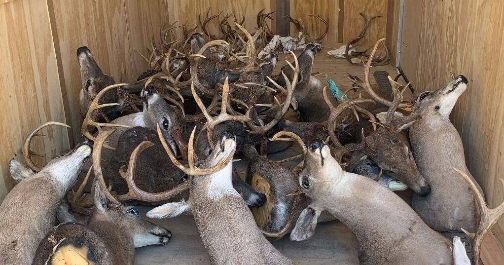 Major Poaching Activity Discovered in Tennessee | Local News