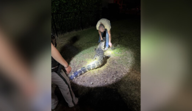 Massive alligator surprises Naples family in their backyard pool | Collier County
