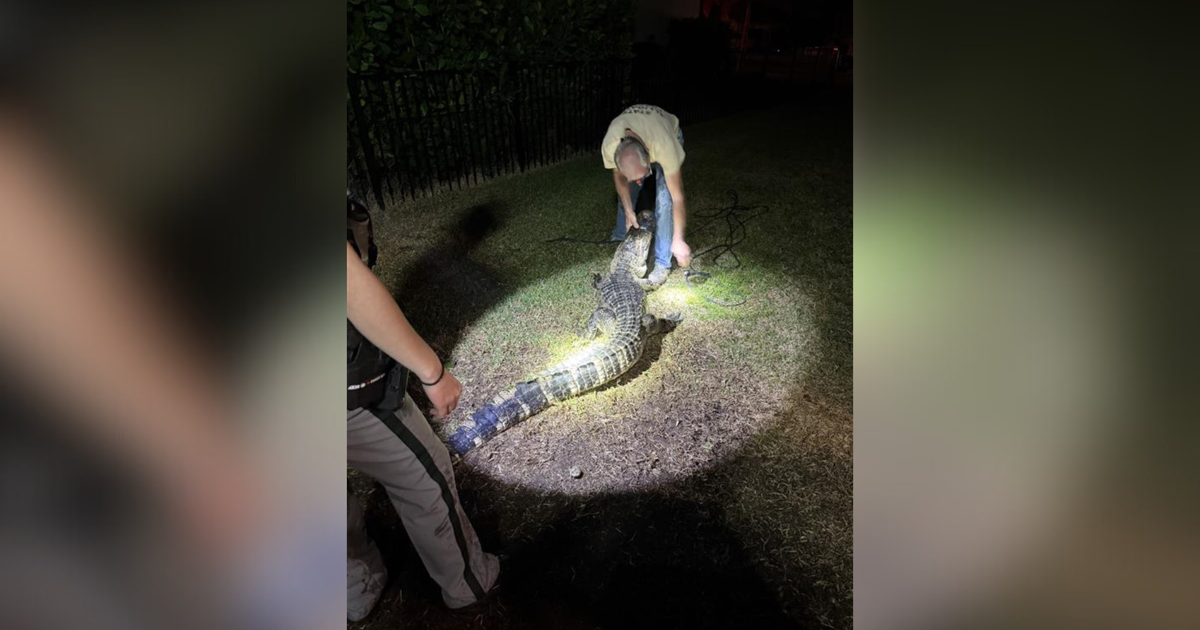 Massive alligator surprises Naples family in their backyard pool | Collier County