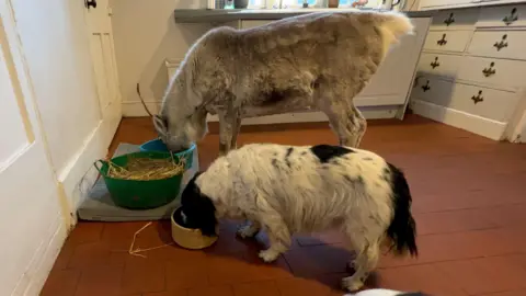 Lars the reindeer, stood on an orange-tiled floor drinking from a turquoise bowl. A white and black spaniel dog is drinking from a yellow bowl next to him.