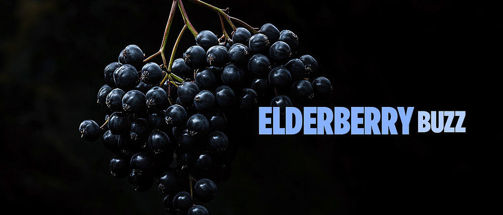Do elderberry supplements actually work? - The Vital Whole Human