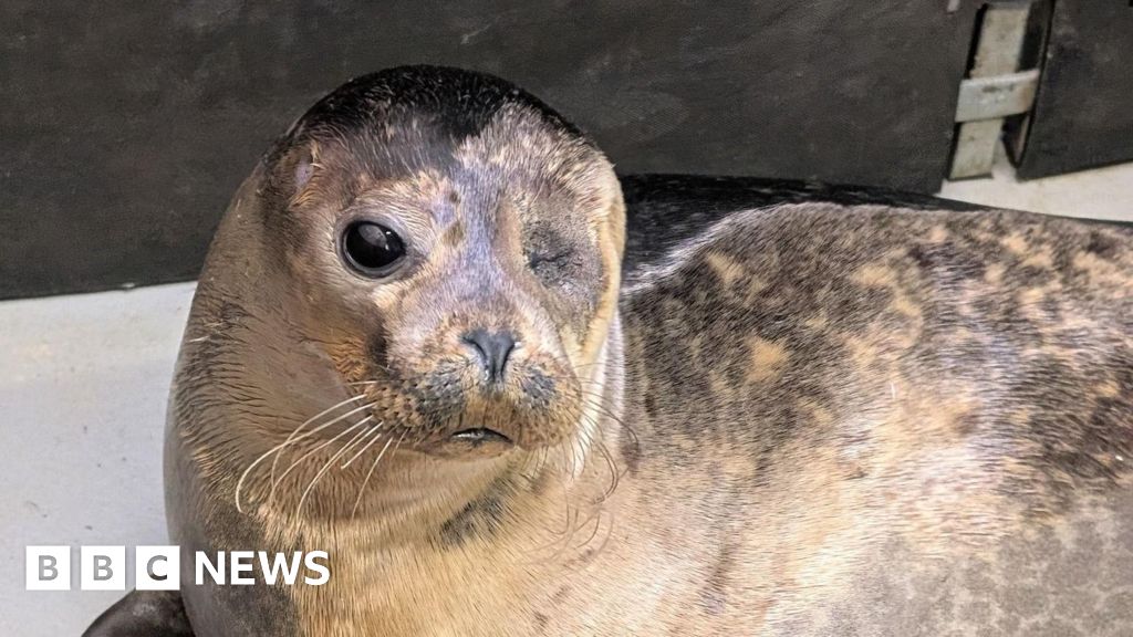 Popeye the seal seen 'living best life' in Northumberland
