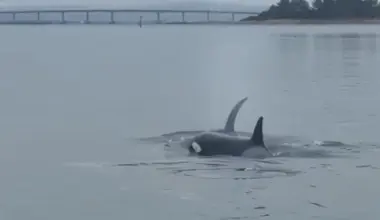 ORCA UPDATE: The Orcas Who Visited Humboldt Bay Over the Weekend Were a 27-Year-Old Female Fish Named 'Lester' and Her Kids | Lost Coast Outpost