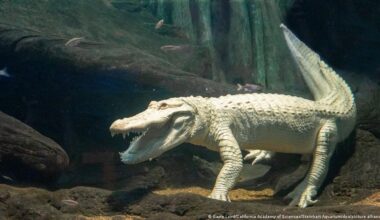 California's beloved albino alligator Claude dies at 30 – DW – 12/03/2025