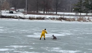 Firefighters rescue deer stuck on Cayuga Inlet ice in the Finger Lakes (video)
