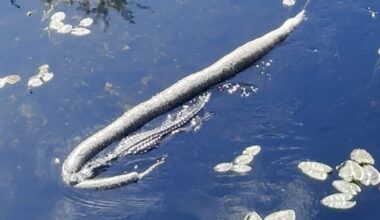 Florida alligator tows massive python through Everglades: Video
