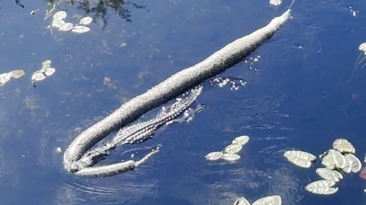 Florida alligator tows massive python through Everglades: Video