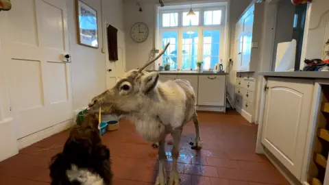 Lars the reindeer in a kitchen with white cabinets and a dark orange tiled floor.